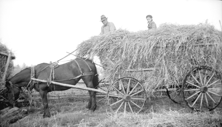 A man and a small boy sitting on a horse-drawn wagon piled with hay.