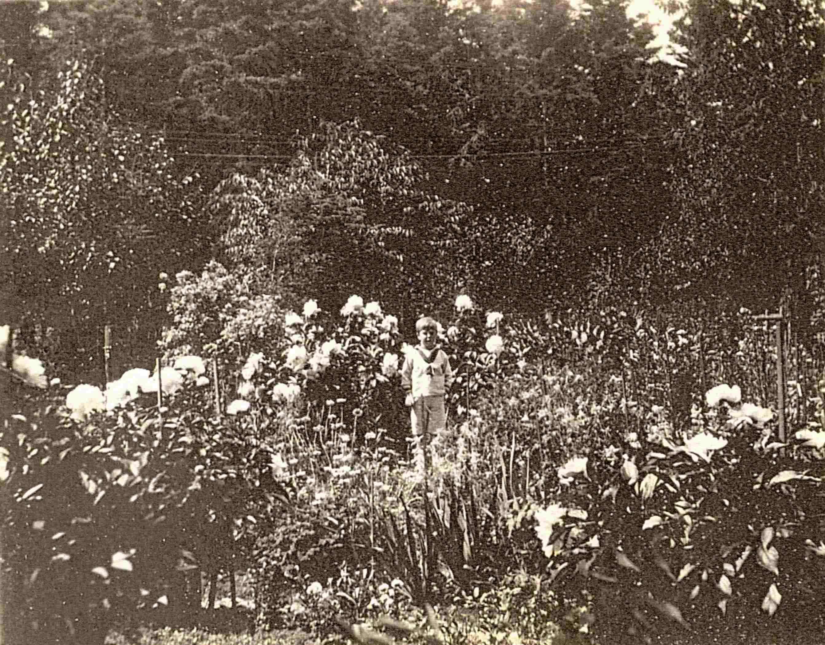 Un enfant vêtu d’un costume de matelot est photographié au milieu d’un jardin fleuri à l’anglaise.