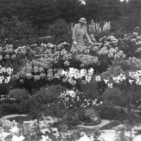 A woman trimming plants in a flower garden with a dog sleeping on a flagstone in the foreground.